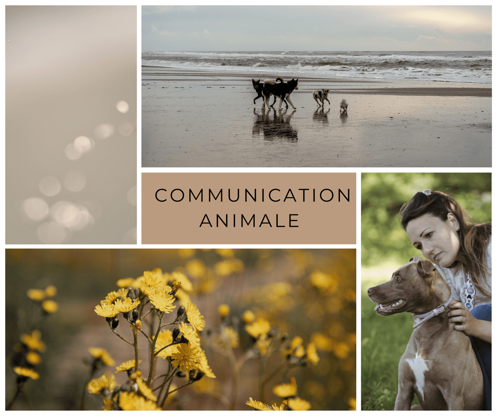 communication animale